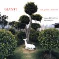 Giants. Musique pour harpe et luth. Kll, Pianca.