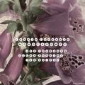 Ingrid Laubrock : Monochromes